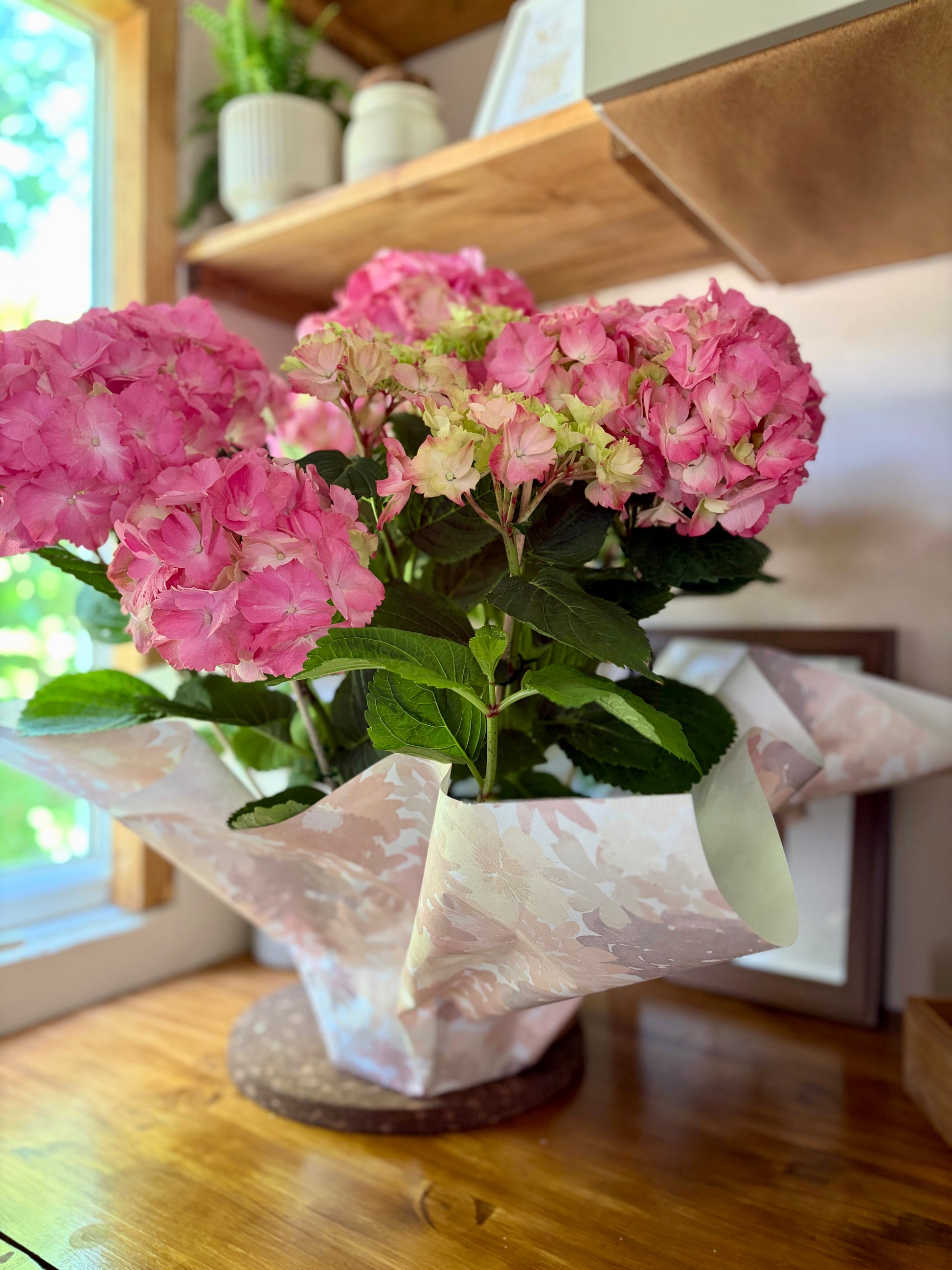 Hortensia rose en pot