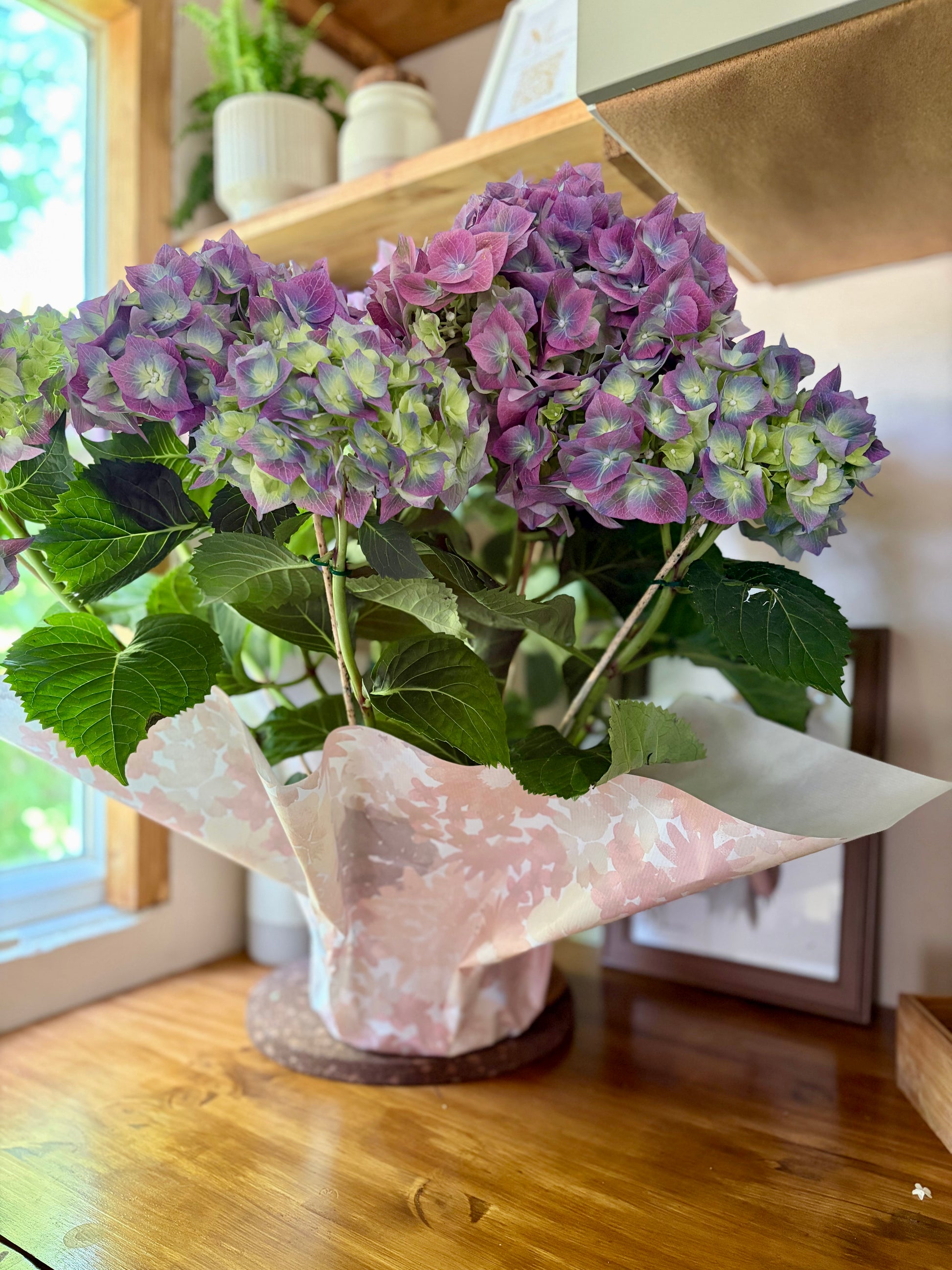 Hortensia mauve en pot